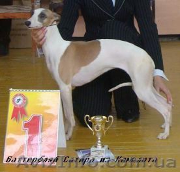 УИППЕТ(малая английская борзая) - <ro>Изображение</ro><ru>Изображение</ru> #1, <ru>Объявление</ru> #69320