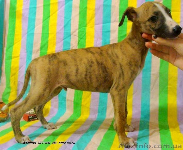 УИППЕТ(малая английская борзая) - <ro>Изображение</ro><ru>Изображение</ru> #3, <ru>Объявление</ru> #69320