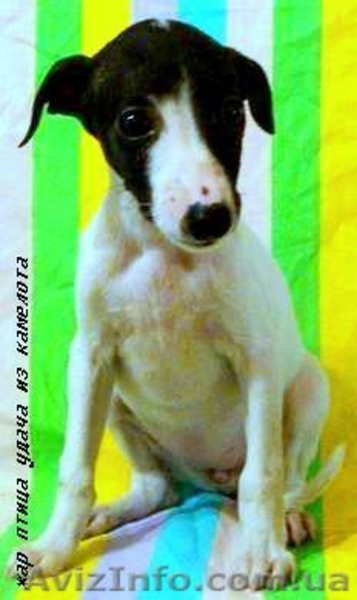 УИППЕТ(малая английская борзая) - <ro>Изображение</ro><ru>Изображение</ru> #5, <ru>Объявление</ru> #69320