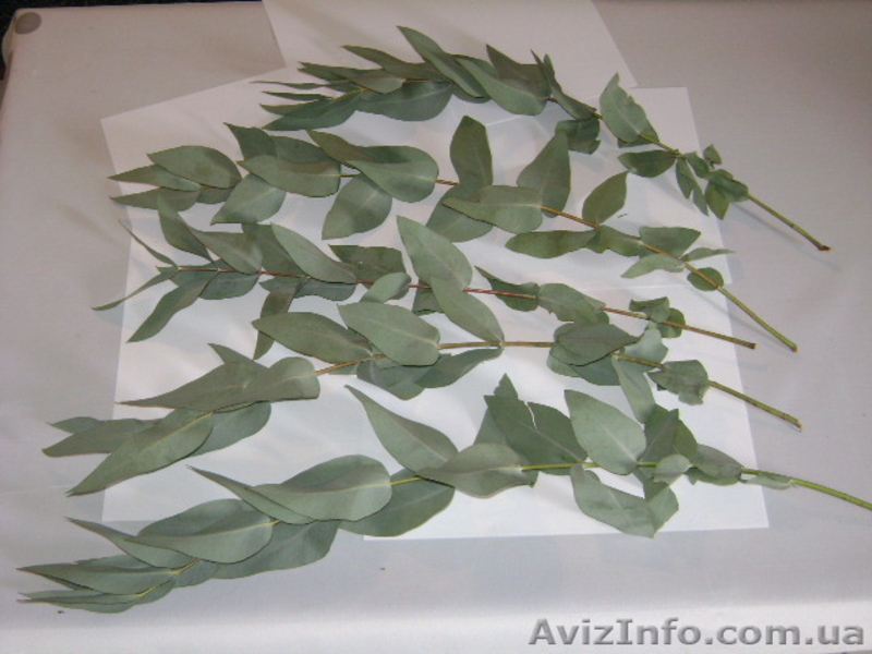 цитруси,мандарини, декоративние растениа - <ro>Изображение</ro><ru>Изображение</ru> #3, <ru>Объявление</ru> #69645