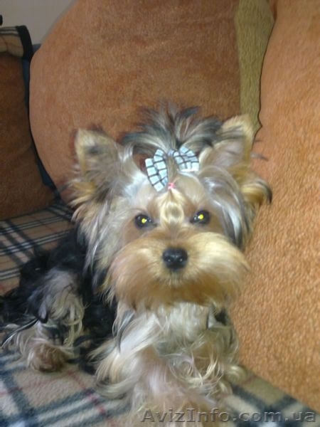 Малыш йоркширского терьерчика - <ro>Изображение</ro><ru>Изображение</ru> #2, <ru>Объявление</ru> #65831