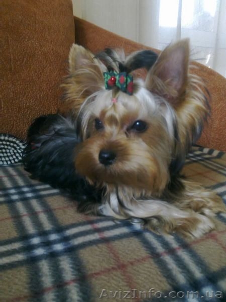 Малыш йоркширского терьерчика - <ro>Изображение</ro><ru>Изображение</ru> #3, <ru>Объявление</ru> #65831