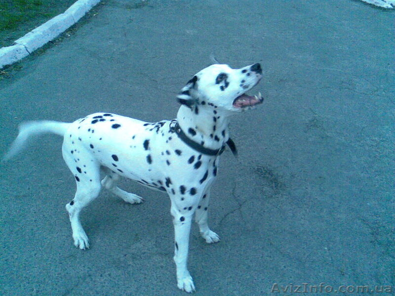продам щенка далматина  - <ro>Изображение</ro><ru>Изображение</ru> #1, <ru>Объявление</ru> #71248