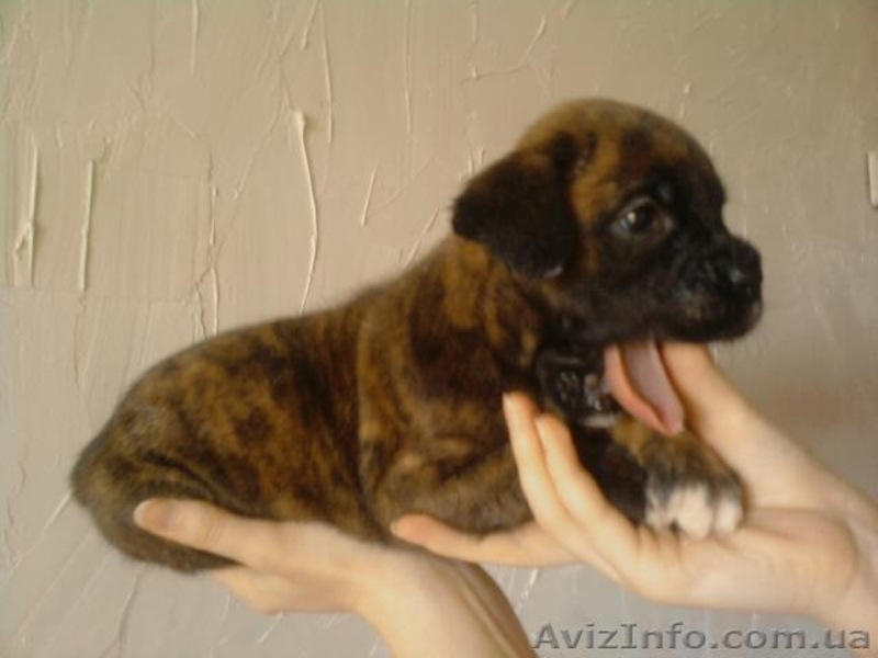 ЩЕНКИ НЕМЕЦКОГО БОКСЕРА................. - <ro>Изображение</ro><ru>Изображение</ru> #4, <ru>Объявление</ru> #66076