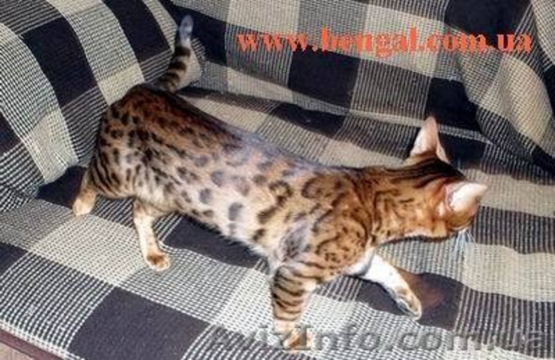 Бенгальский кот приглашает на вязку, Киев - <ro>Изображение</ro><ru>Изображение</ru> #2, <ru>Объявление</ru> #65438