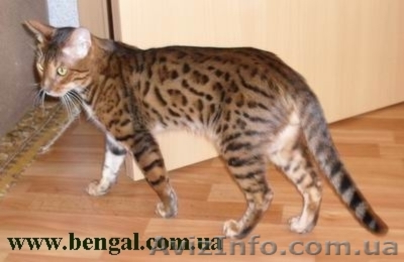 Бенгальский кот приглашает на вязку, Киев - <ro>Изображение</ro><ru>Изображение</ru> #1, <ru>Объявление</ru> #65438