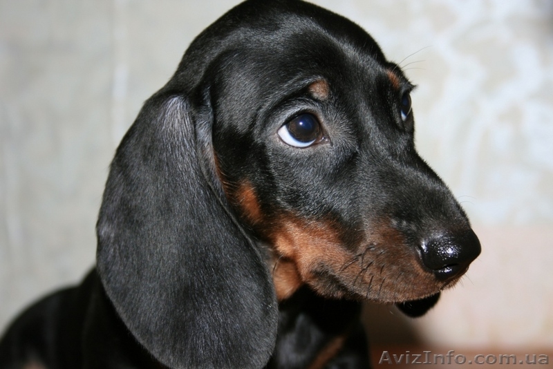 Продаются щеночки таксы - <ro>Изображение</ro><ru>Изображение</ru> #2, <ru>Объявление</ru> #74169