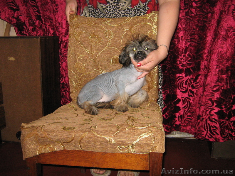 Продам щенка китайской хохлатой собаки   - <ro>Изображение</ro><ru>Изображение</ru> #5, <ru>Объявление</ru> #56125