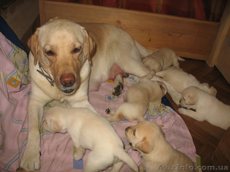 Клубные щенки лабрадора ! - <ro>Изображение</ro><ru>Изображение</ru> #1, <ru>Объявление</ru> #63521