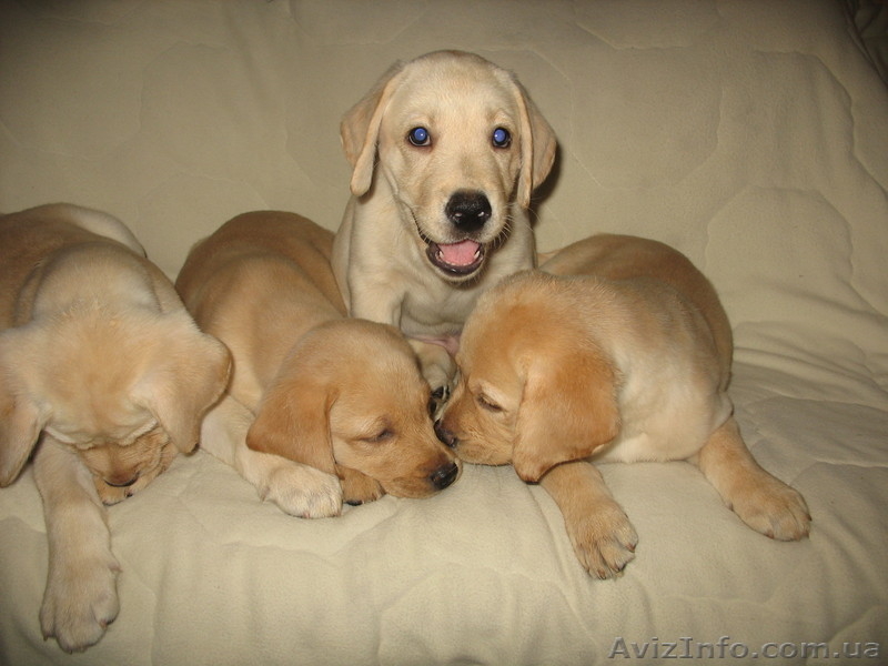  Щенки Лабрадора-Ретривера ! - <ro>Изображение</ro><ru>Изображение</ru> #1, <ru>Объявление</ru> #69390