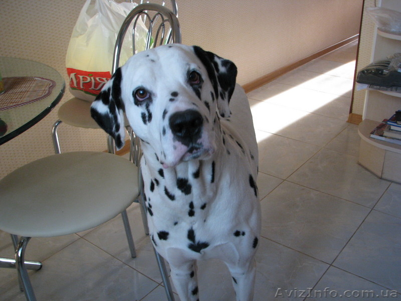 продам щенка далматина  - <ro>Изображение</ro><ru>Изображение</ru> #2, <ru>Объявление</ru> #71248