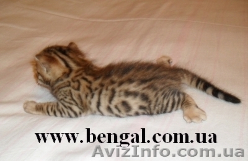 Котенок бенгальской породы, Киев - <ro>Изображение</ro><ru>Изображение</ru> #3, <ru>Объявление</ru> #74143
