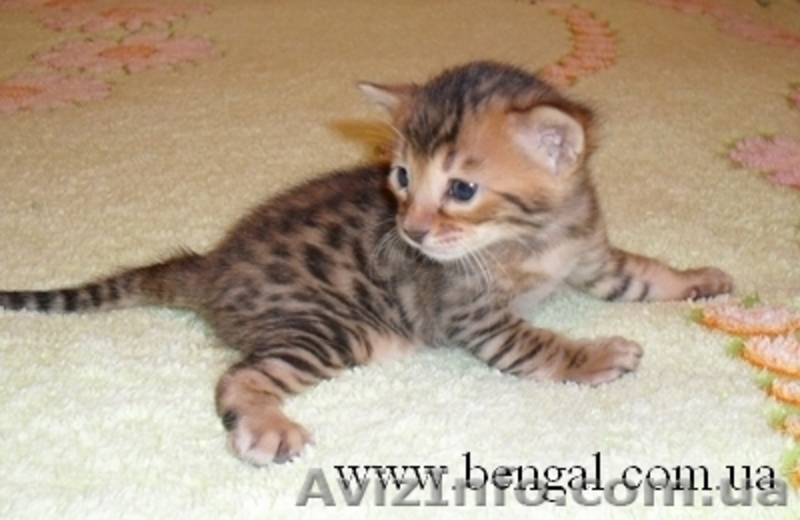 Котенок бенгальской породы, Киев - <ro>Изображение</ro><ru>Изображение</ru> #1, <ru>Объявление</ru> #74143