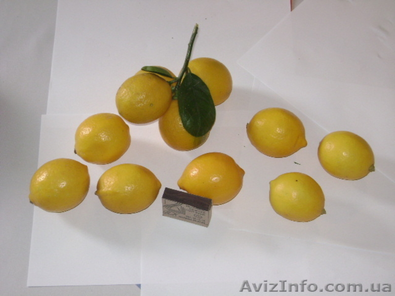 цитруси,мандарини, декоративние растениа - <ro>Изображение</ro><ru>Изображение</ru> #5, <ru>Объявление</ru> #69645