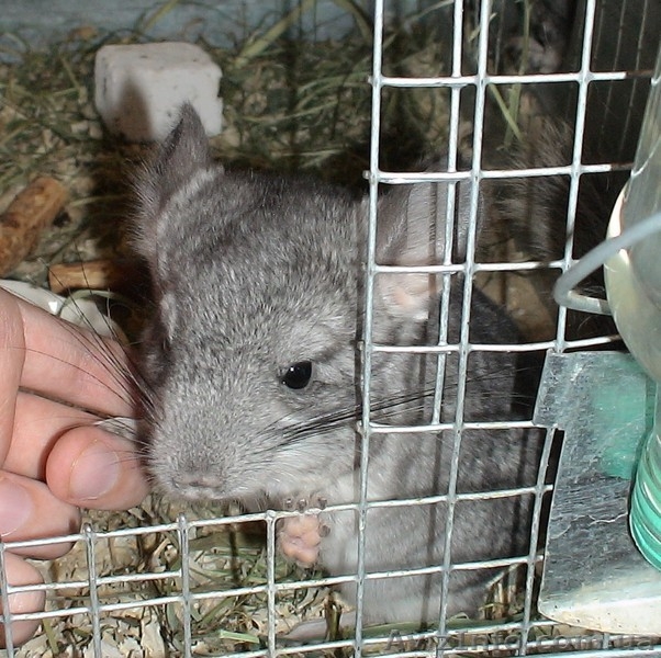 Продам шиншилл из питомника - <ro>Изображение</ro><ru>Изображение</ru> #2, <ru>Объявление</ru> #63918