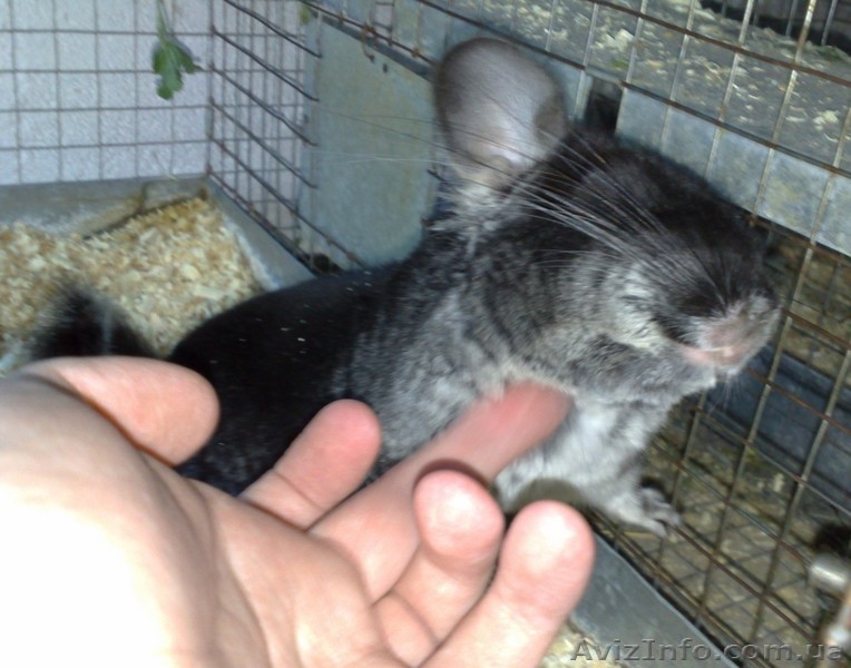 Продам шиншилл из питомника - <ro>Изображение</ro><ru>Изображение</ru> #1, <ru>Объявление</ru> #63918