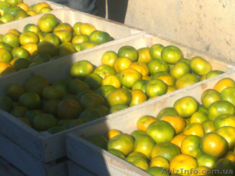 цитруси,мандарини, декоративние растениа - <ro>Изображение</ro><ru>Изображение</ru> #4, <ru>Объявление</ru> #69645