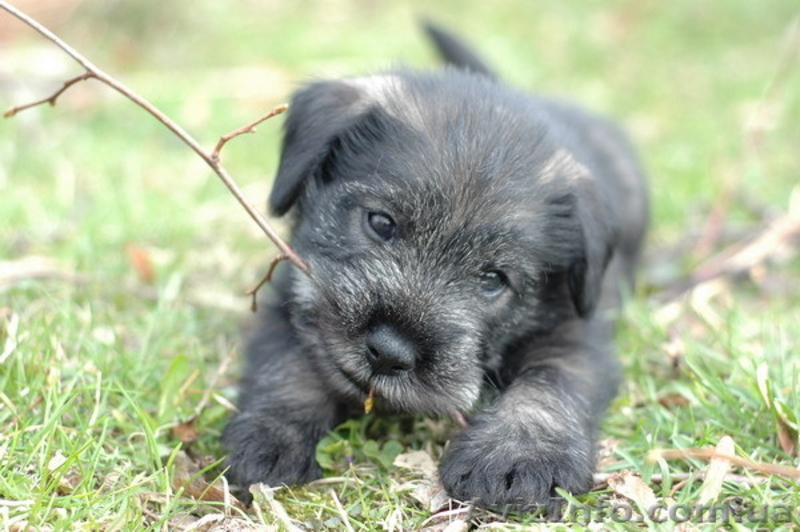 Продам щенков миттельшнауцеров перец с солью - <ro>Изображение</ro><ru>Изображение</ru> #1, <ru>Объявление</ru> #62380