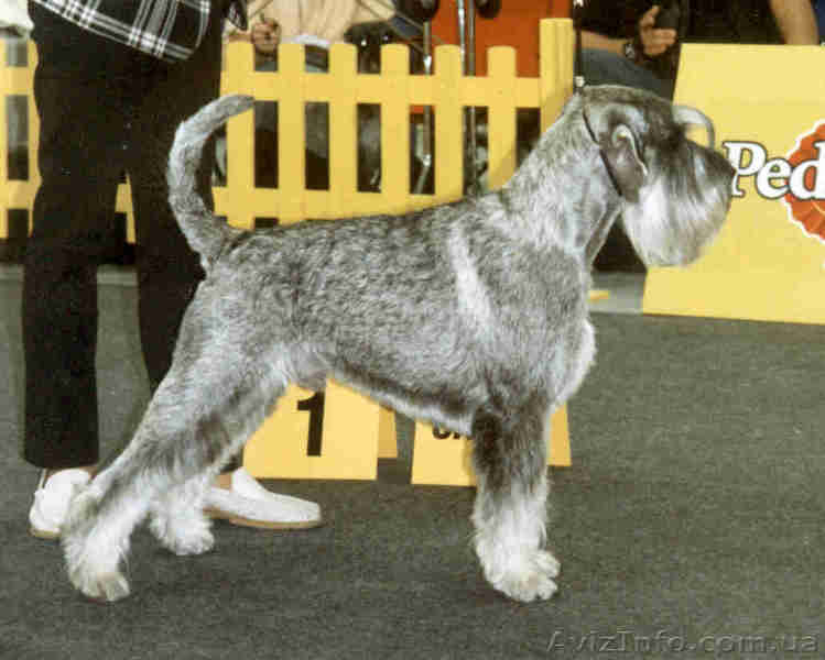 Продам щенков миттельшнауцеров перец с солью - <ro>Изображение</ro><ru>Изображение</ru> #2, <ru>Объявление</ru> #62380