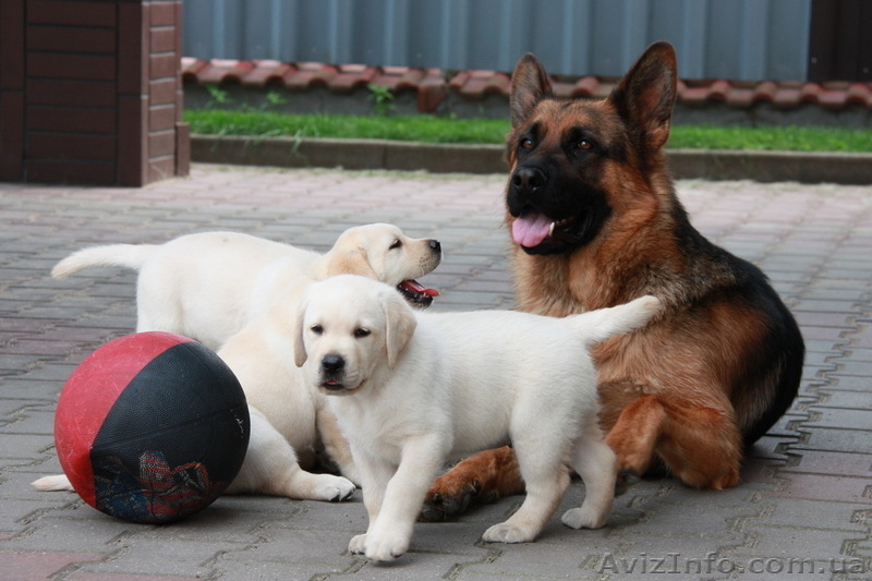 высокопородные щенки лабрадора! - <ro>Изображение</ro><ru>Изображение</ru> #4, <ru>Объявление</ru> #60683