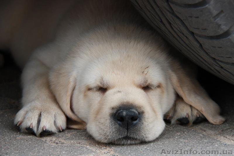 высокопородные щенки лабрадора! - <ro>Изображение</ro><ru>Изображение</ru> #3, <ru>Объявление</ru> #60683