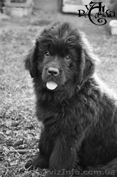 Продаю щенков НьюфаундленДа!!! - <ro>Изображение</ro><ru>Изображение</ru> #1, <ru>Объявление</ru> #72369