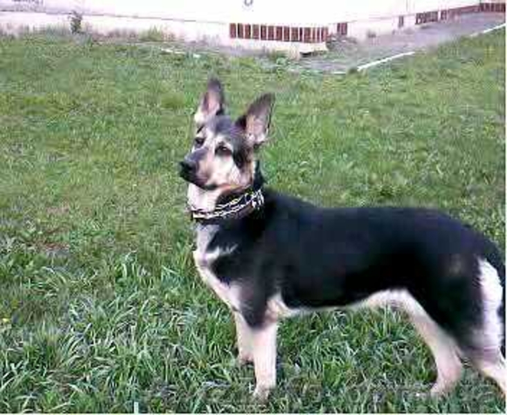 щенки восточно-европейской овчарки с родословной - <ro>Изображение</ro><ru>Изображение</ru> #1, <ru>Объявление</ru> #66442