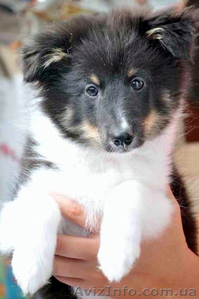 ШЕЛТИ щенки на продажу - <ro>Изображение</ro><ru>Изображение</ru> #2, <ru>Объявление</ru> #65294