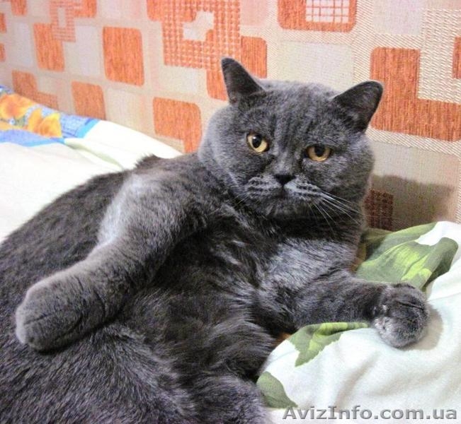 Голубой Британец ищет свою любовь - <ro>Изображение</ro><ru>Изображение</ru> #2, <ru>Объявление</ru> #66890