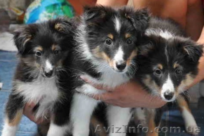 ШЕЛТИ щенки на продажу - <ro>Изображение</ro><ru>Изображение</ru> #3, <ru>Объявление</ru> #65294