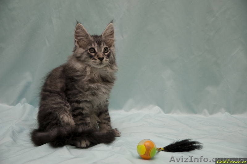 Продам котят породы Мейн кун (maine coon) из чешского питомника - <ro>Изображение</ro><ru>Изображение</ru> #4, <ru>Объявление</ru> #62924