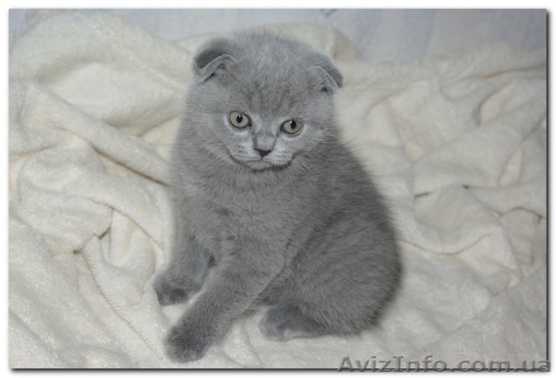 Шотландские котята (Scottish fold/stright) - <ro>Изображение</ro><ru>Изображение</ru> #2, <ru>Объявление</ru> #84038