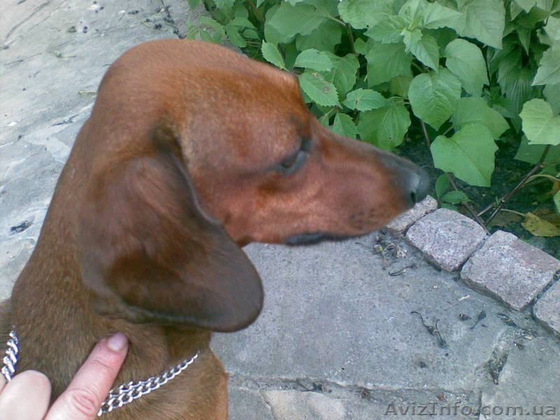 Клубные щенки таксы - <ro>Изображение</ro><ru>Изображение</ru> #2, <ru>Объявление</ru> #84422