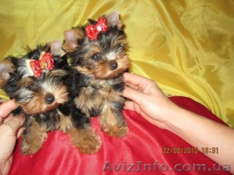 (Йоркширский терьер щенки) - <ro>Изображение</ro><ru>Изображение</ru> #1, <ru>Объявление</ru> #82030