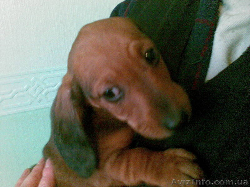 Клубные щенки таксы - <ro>Изображение</ro><ru>Изображение</ru> #4, <ru>Объявление</ru> #84422