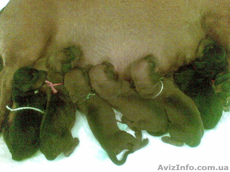 Клубные щенки гладкошерстной таксы - <ro>Изображение</ro><ru>Изображение</ru> #3, <ru>Объявление</ru> #86241