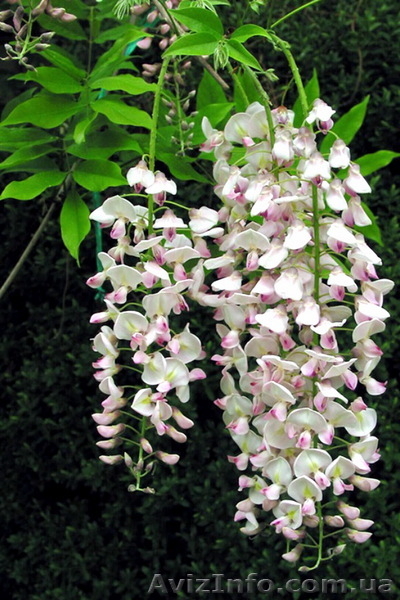 Глициния. Вистерия(wisteria floribunda) - <ro>Изображение</ro><ru>Изображение</ru> #2, <ru>Объявление</ru> #84763