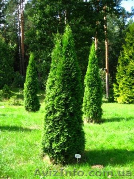 Дешевые декоративные растения! Туя, самшит, кипарисовик, можжевельник.... - <ro>Изображение</ro><ru>Изображение</ru> #3, <ru>Объявление</ru> #80933