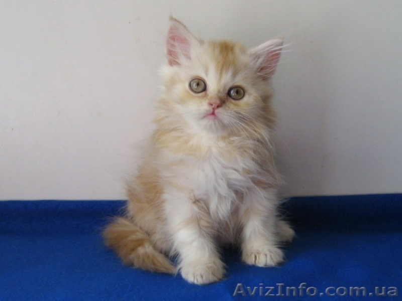Шотландские котята скоттиш фолд и страйт - <ro>Изображение</ro><ru>Изображение</ru> #3, <ru>Объявление</ru> #87551