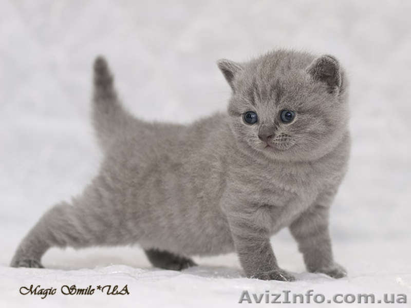 Британские короткошерстные котята, питомник - <ro>Изображение</ro><ru>Изображение</ru> #1, <ru>Объявление</ru> #74543