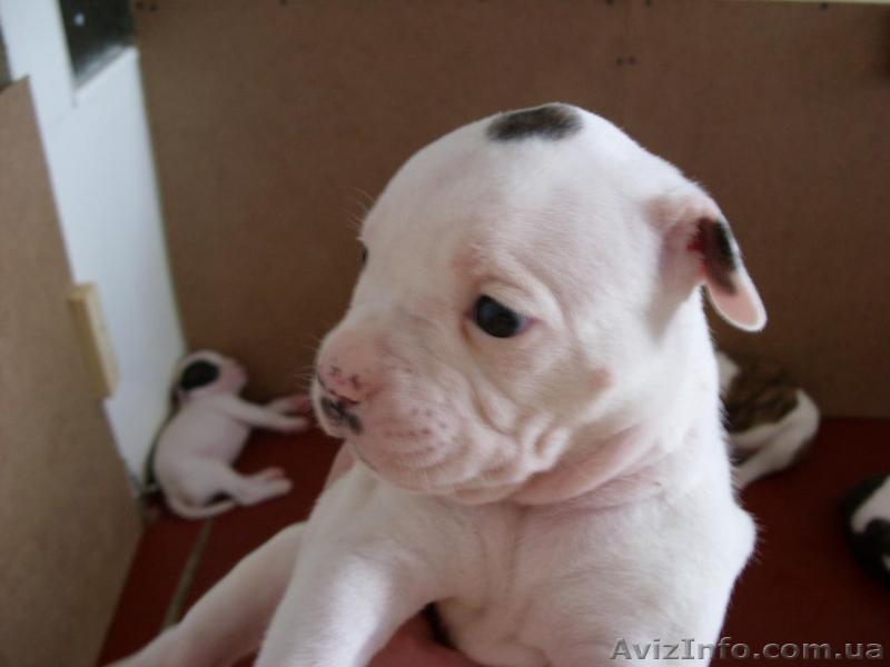СРОЧНО! Отличные щенки американского бульдога - <ro>Изображение</ro><ru>Изображение</ru> #1, <ru>Объявление</ru> #77286