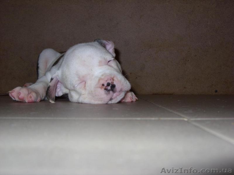 Уникальная девочка американского бульдога с ооочень оригинальным окрасом! - <ro>Изображение</ro><ru>Изображение</ru> #2, <ru>Объявление</ru> #77288