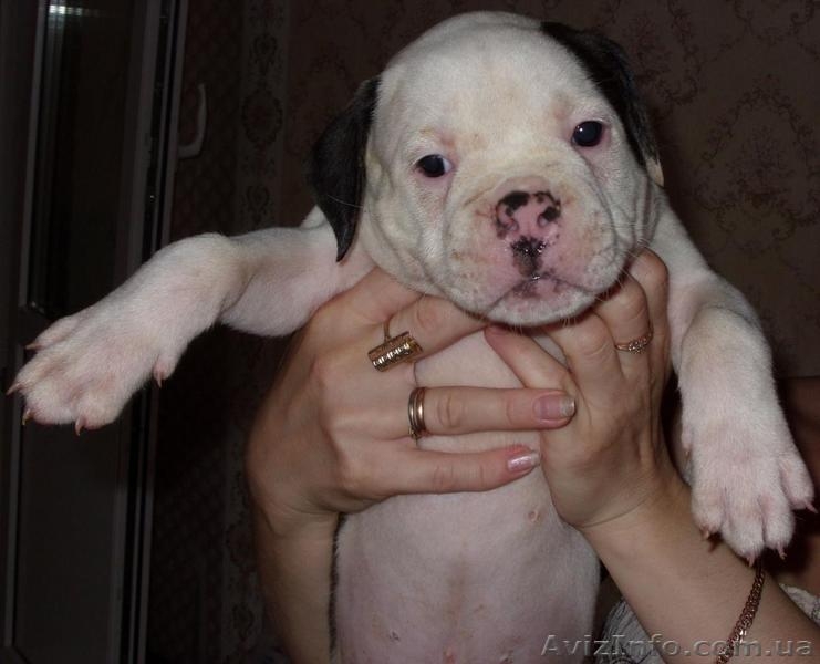 СРОЧНО! Отличные щенки американского бульдога - <ro>Изображение</ro><ru>Изображение</ru> #3, <ru>Объявление</ru> #77286