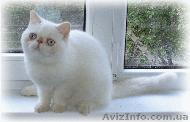 Котята: персы, экзоты, гималайцы из питомника - <ro>Изображение</ro><ru>Изображение</ru> #3, <ru>Объявление</ru> #87353