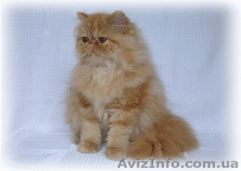 Котята: персы, экзоты, гималайцы из питомника - <ro>Изображение</ro><ru>Изображение</ru> #1, <ru>Объявление</ru> #87353