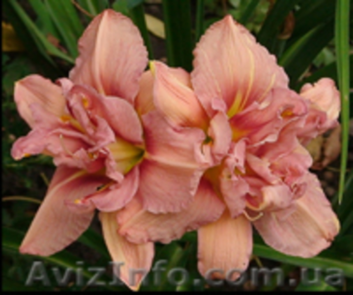 Лилейнии, ирисы, хосты, флоксы - редкие сорта и др. многолетние ростения - <ro>Изображение</ro><ru>Изображение</ru> #2, <ru>Объявление</ru> #78713