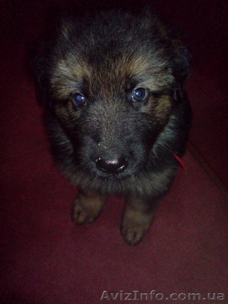 Породистые щенки немецкой овчарки ищут своих хозяев! - <ro>Изображение</ro><ru>Изображение</ru> #4, <ru>Объявление</ru> #85975