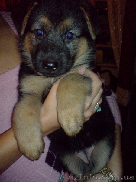 Породистые щенки немецкой овчарки ищут своих хозяев! - <ro>Изображение</ro><ru>Изображение</ru> #3, <ru>Объявление</ru> #85975