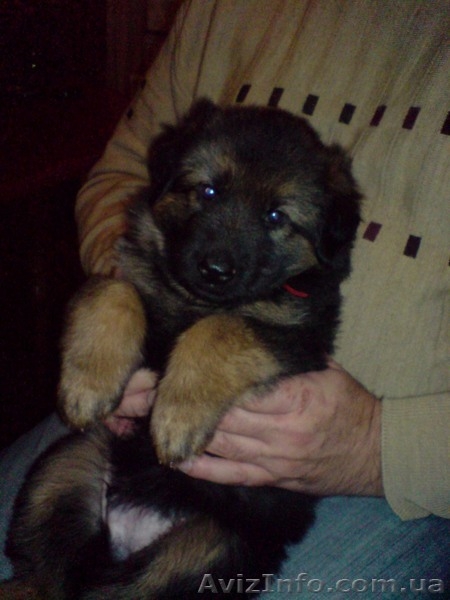 Породистые щенки немецкой овчарки ищут своих хозяев! - <ro>Изображение</ro><ru>Изображение</ru> #2, <ru>Объявление</ru> #85975