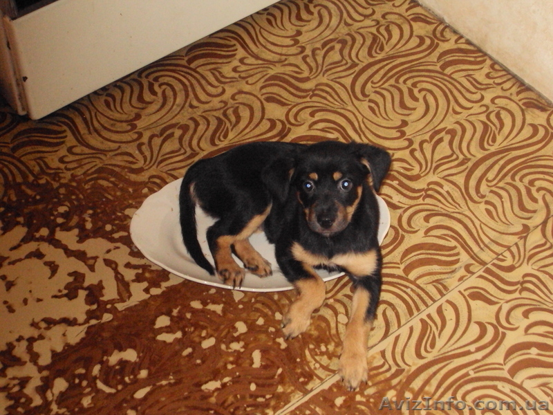 ЩЕНКИ........................................ - <ro>Изображение</ro><ru>Изображение</ru> #1, <ru>Объявление</ru> #76698